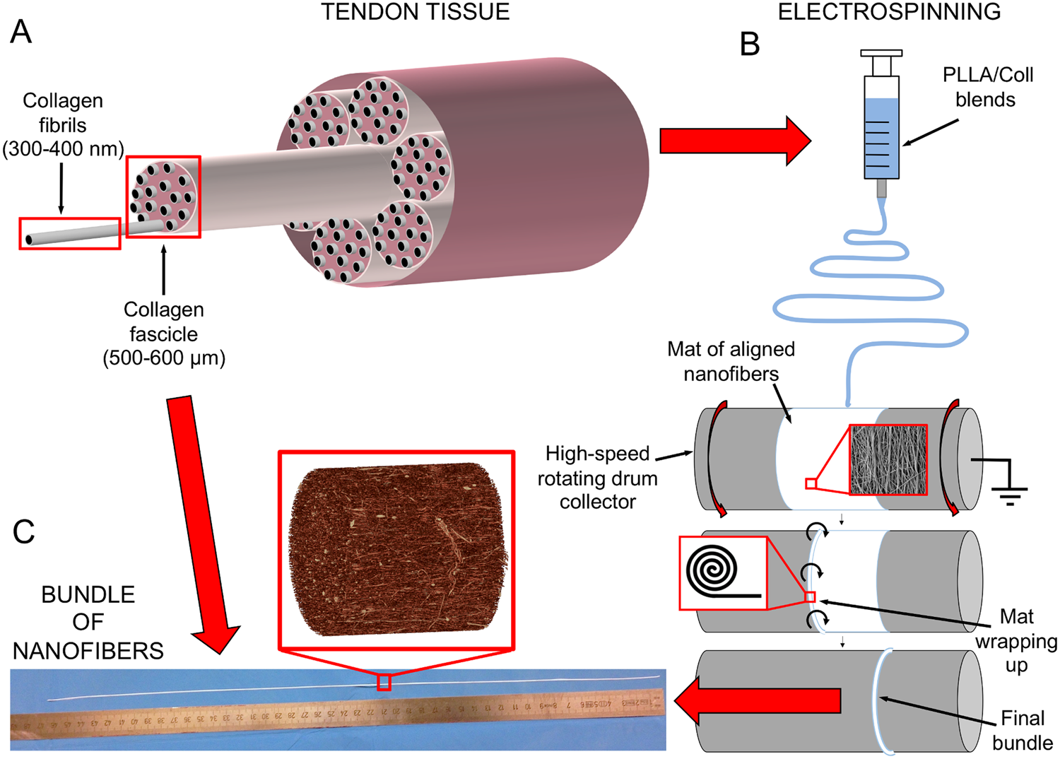 Tendon Fascicle-Inspired Nanofibrous Scaffold of Polylactic acid ...