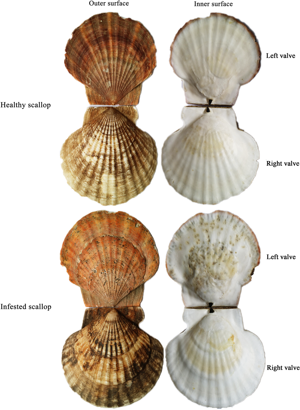 Transcriptional changes in the Japanese scallop (Mizuhopecten yessoensis)  shellinfested by Polydora provide insights into the molecular mechanism of  shell formation and immunomodulation