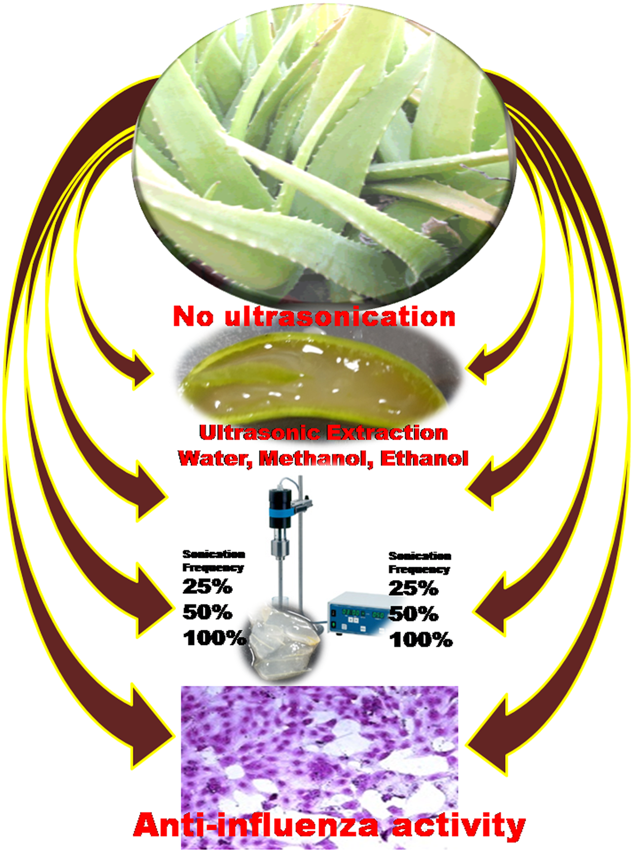 Ultrasound mediated accelerated Anti-influenza activity of Aloe vera |  Scientific Reports