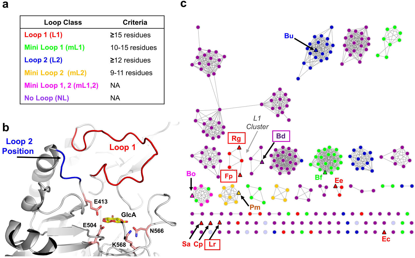 glutathione beta-glucuronidase Structure, function, and inhibition of drug reactivating human gut  microbial β-glucuronidases
