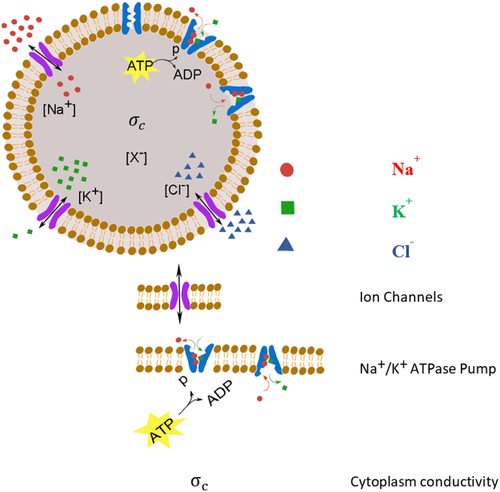 Quantitative Model For Ion Transport And Cytoplasm Conductivity Of Chinese Hamster Ovary Cells Scientific Reports