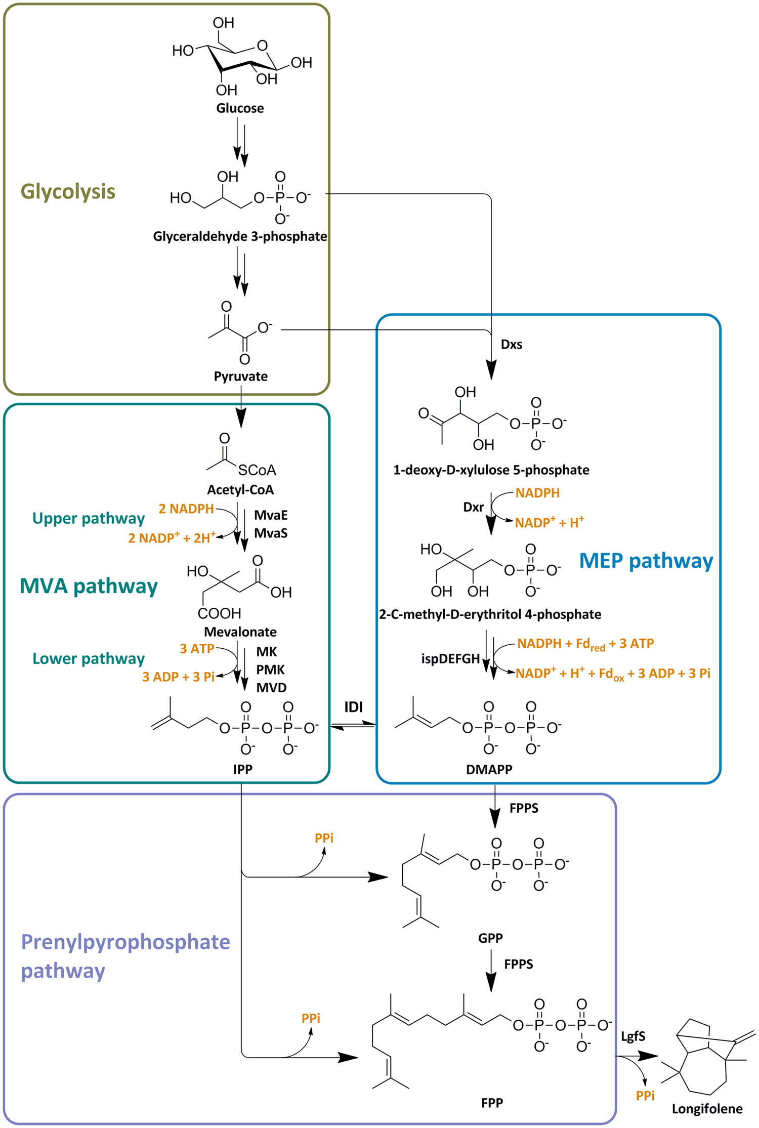 MVLS/MSATP CDP and CAP: The Differences and When to Use Them