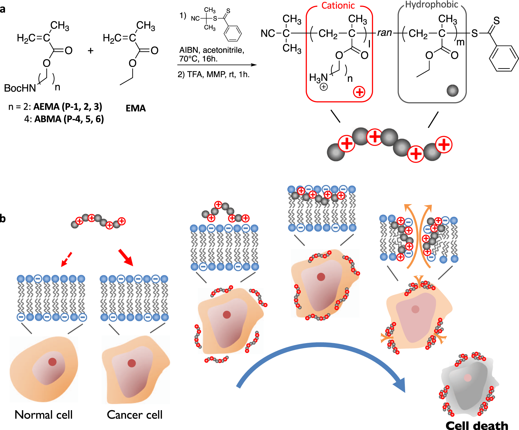 Anticancer Polymers Designed For Killing Dormant Prostate Cancer Cells Scientific Reports Anticancer Polymers Designed For Killing Dormant Prostate Cancer Cells Scientific Reports