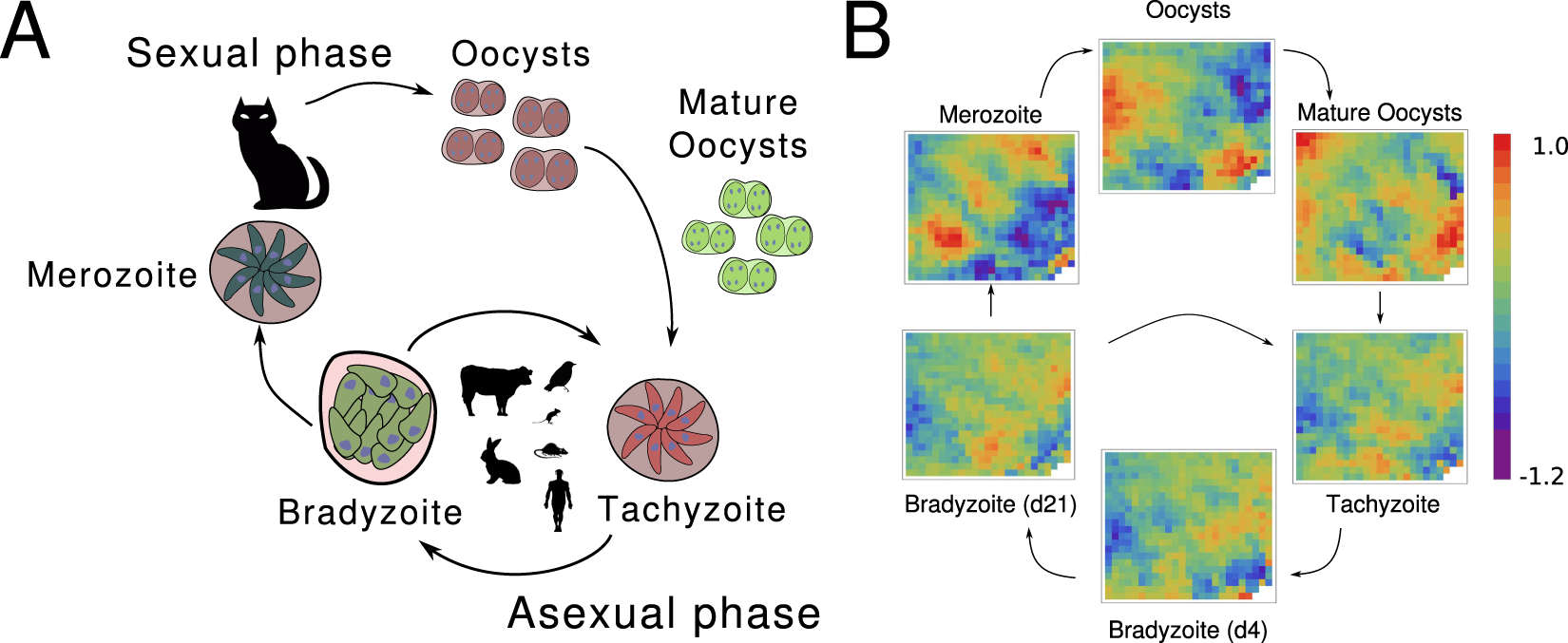 The G2 phase controls binary division of Toxoplasma gondii