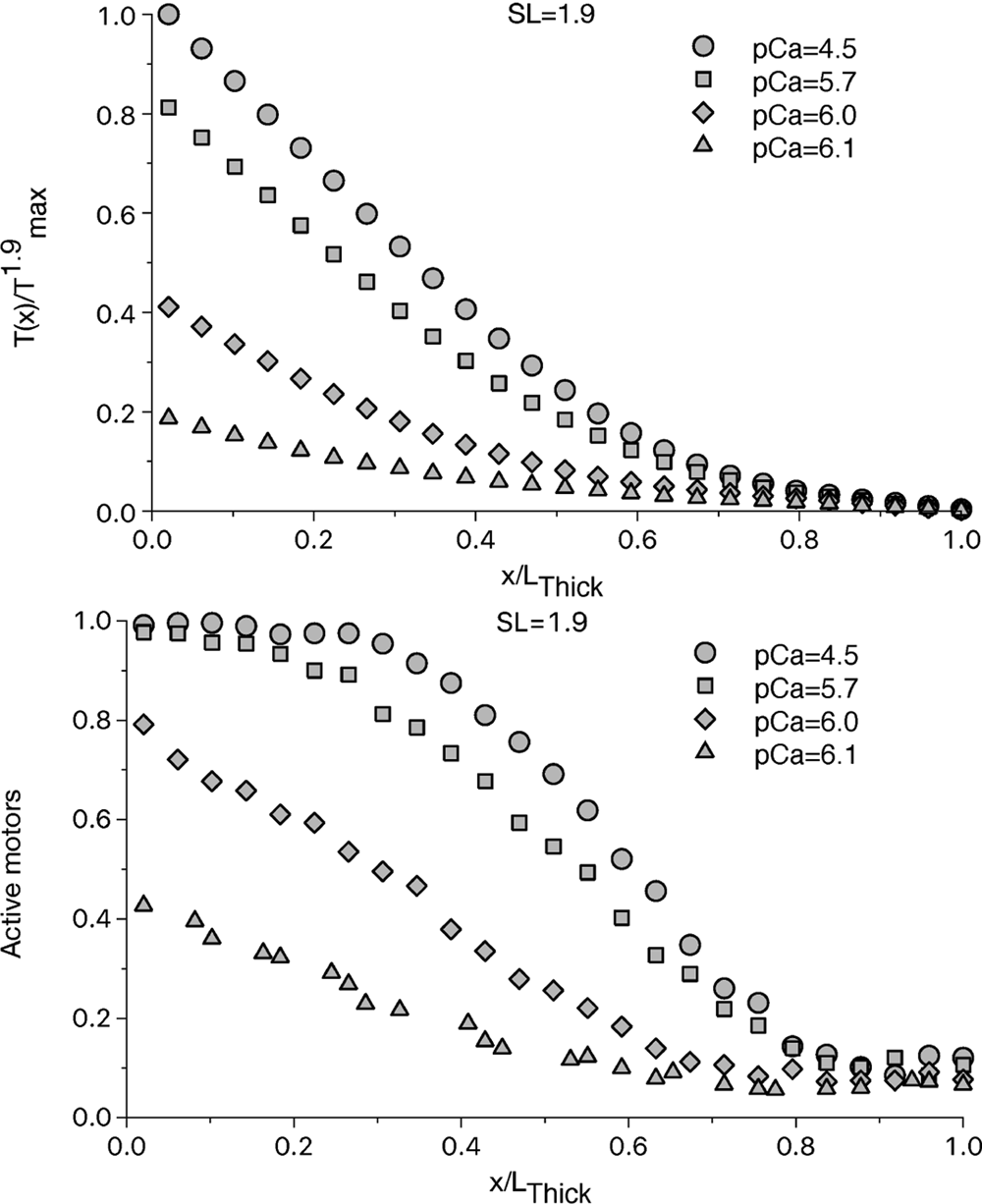 Proposed mechanism for the length dependence of the force developed in  maximally activated muscles | Scientific Reports
