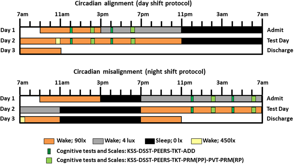 Effects of circadian misalignment on cognition in chronic shift workers |  Scientific Reports