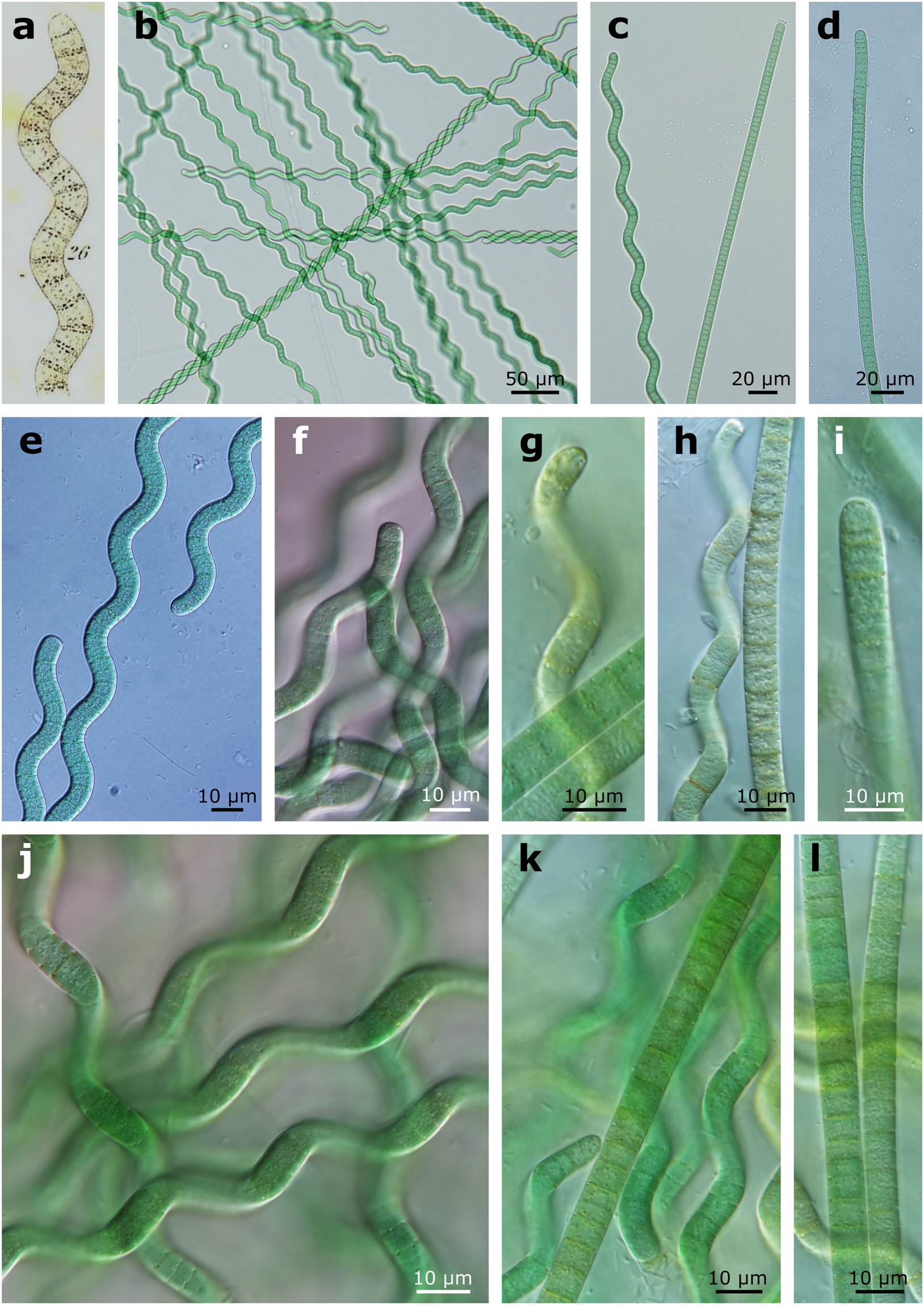Detailed characterization of the Arthrospira type species separating  commercially grown taxa into the new genus Limnospira (Cyanobacteria) |  Scientific Reports