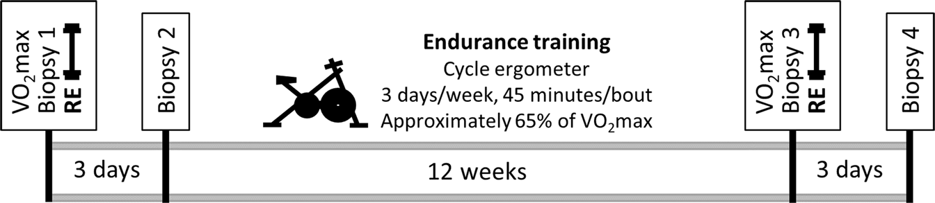 Human Skeletal Muscle Macrophages Increase Following Cycle