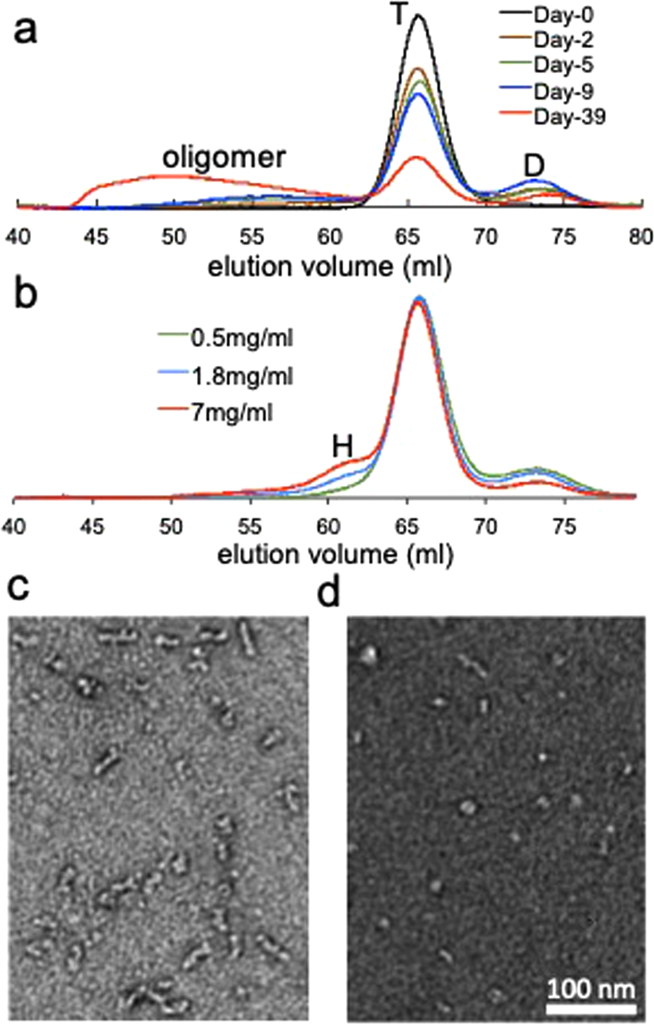 Transthyretin Aggregation Pathway Toward The Formation Of Distinct Cytotoxic Oligomers Scientific Reports Transthyretin Aggregation Pathway Toward The Formation Of Distinct Cytotoxic Oligomers Scientific Reports