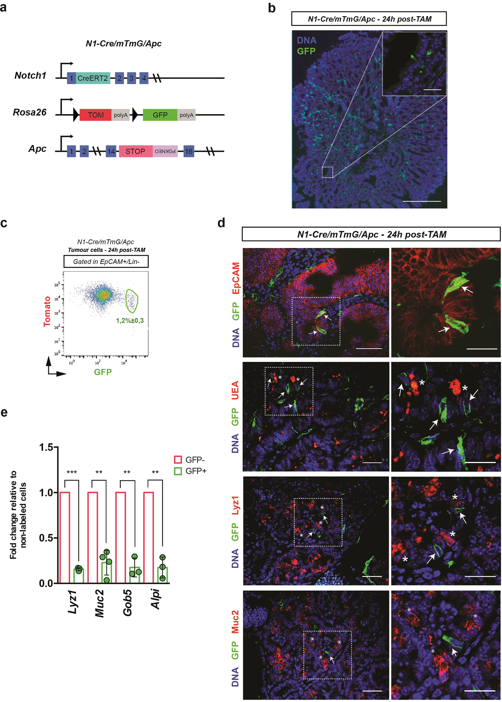 Lineage Tracing Of Notch1 Expressing Cells In Intestinal - 