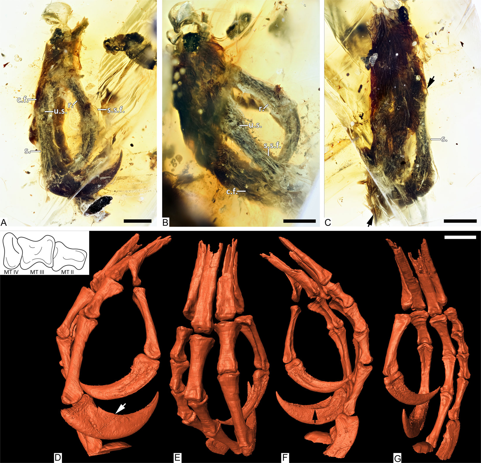 Resultado de imagem para enantiornithes amber foot