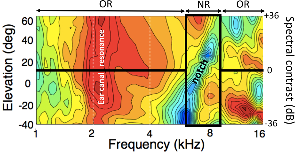 Spectral Weighting Underlies Perceived Sound Elevation | Scientific Reports