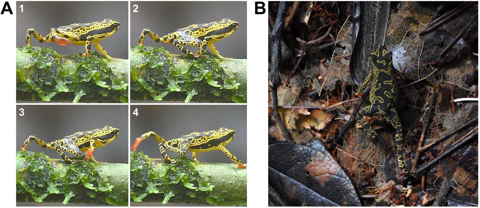 Sole coloration as an unusual aposematic signal in a Neotropical toad |  Scientific Reports