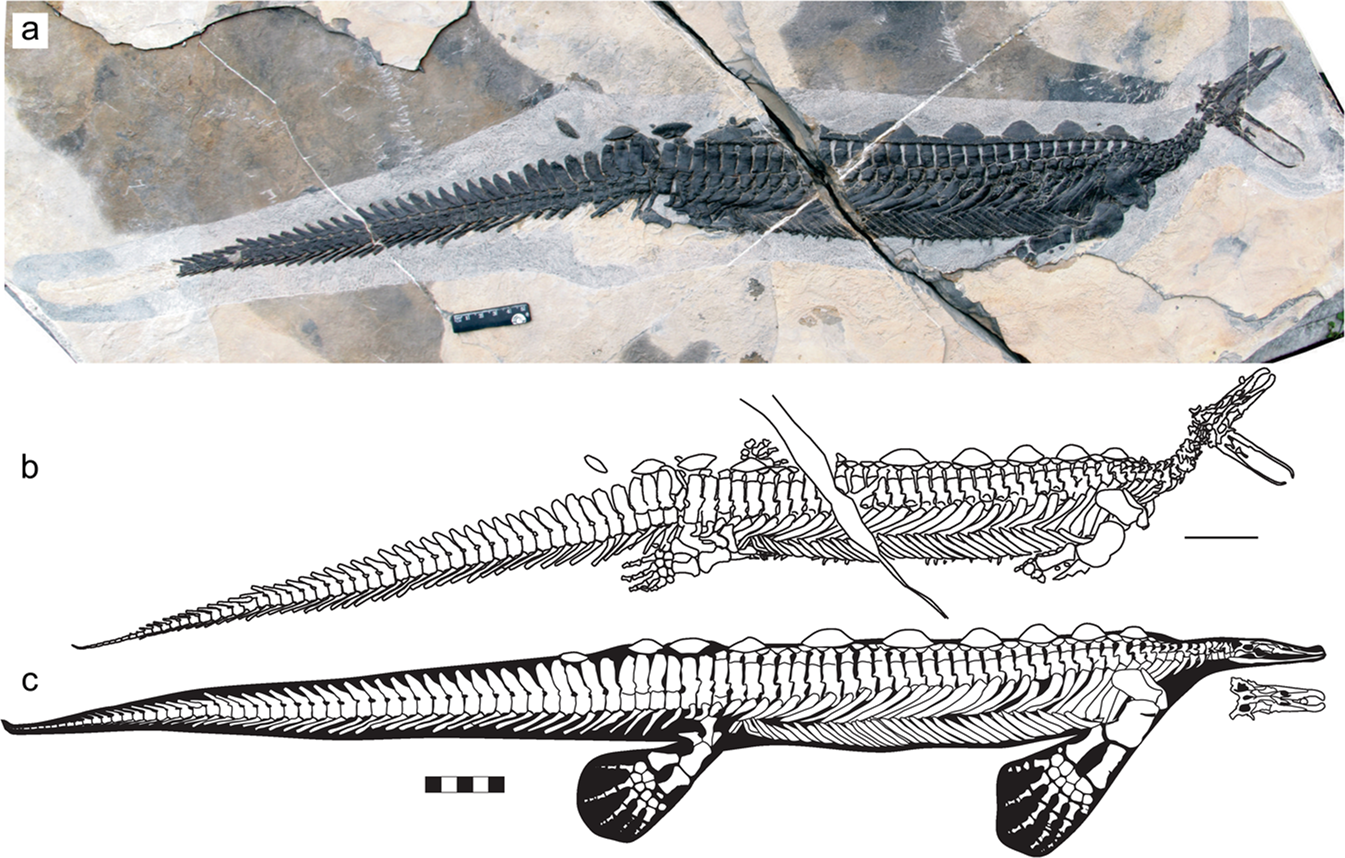 triassic marine animals