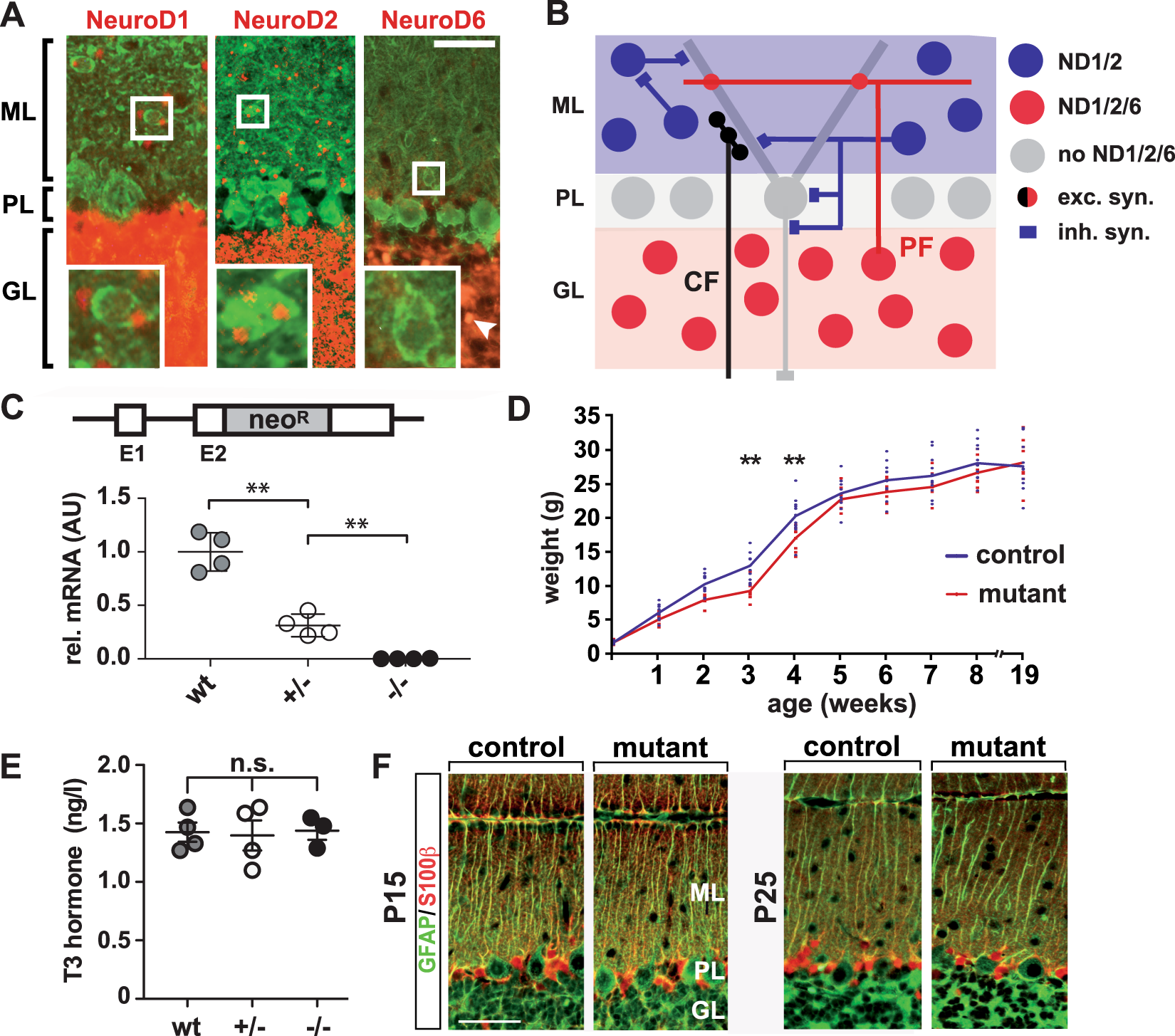 Purkinje cell dopaminergic inputs to astrocytes regulate cerebellar-dependent behavior