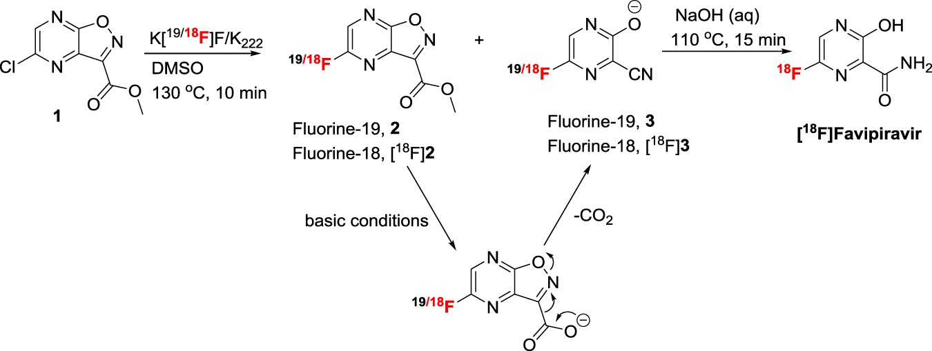 Synthesis Of 18 F Favipiravir And Biodistribution In C3h Hen Mice As Assessed By Positron Emission Tomography Scientific Reports