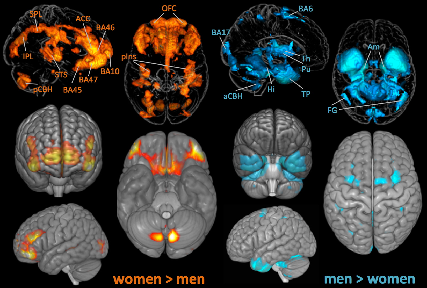 Novel Findings From 2 838 Adult Brains On Sex Differences In