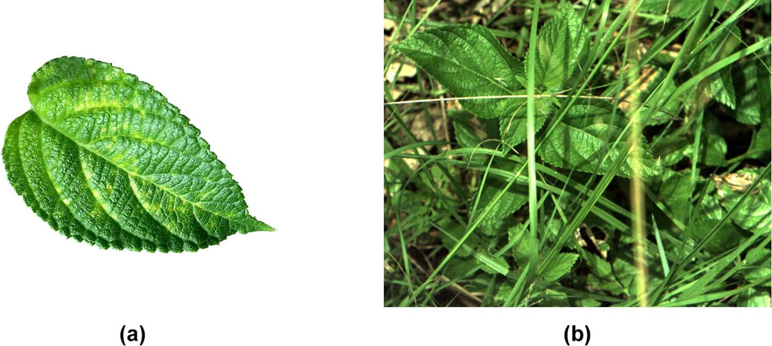 DeepWeeds: A Multiclass Weed Species Image Dataset for Deep Learning |  Scientific Reports