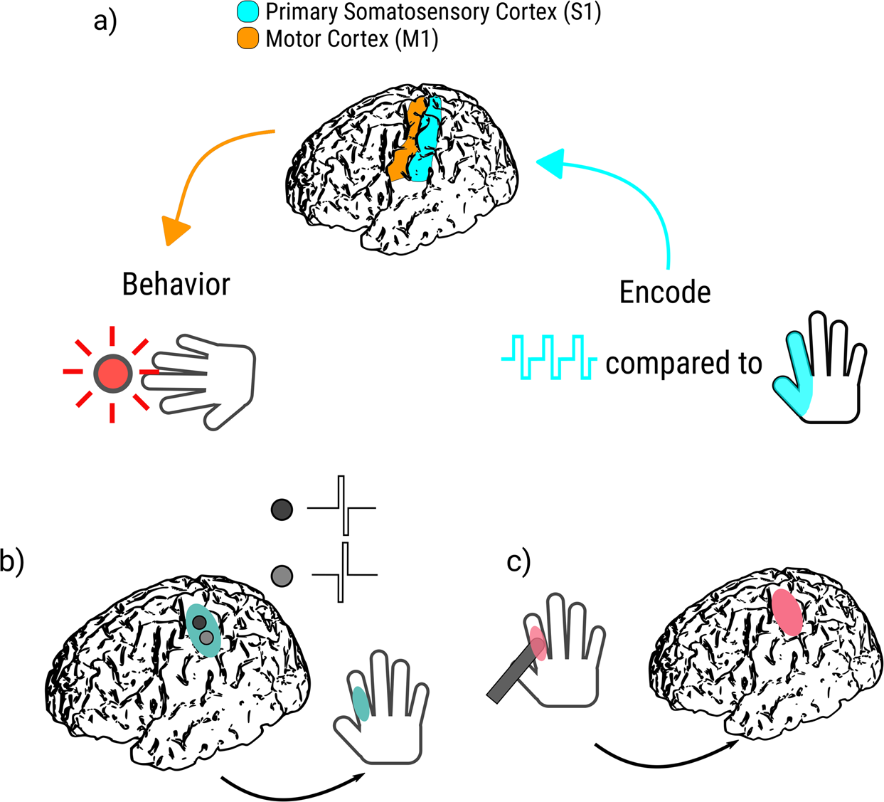 Aberrant inhibitory processing in the somatosensory cortices of