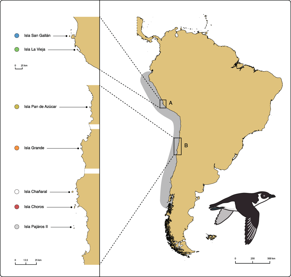 Unexpected population fragmentation in an endangered seabird: the case of  the Peruvian diving-petrel | Scientific Reports