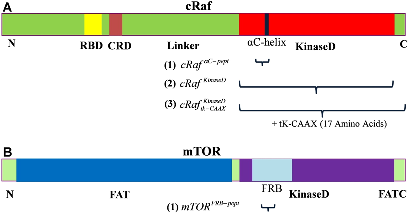 Membrane Composition and Raf[CRD]-Membrane Attachment Are