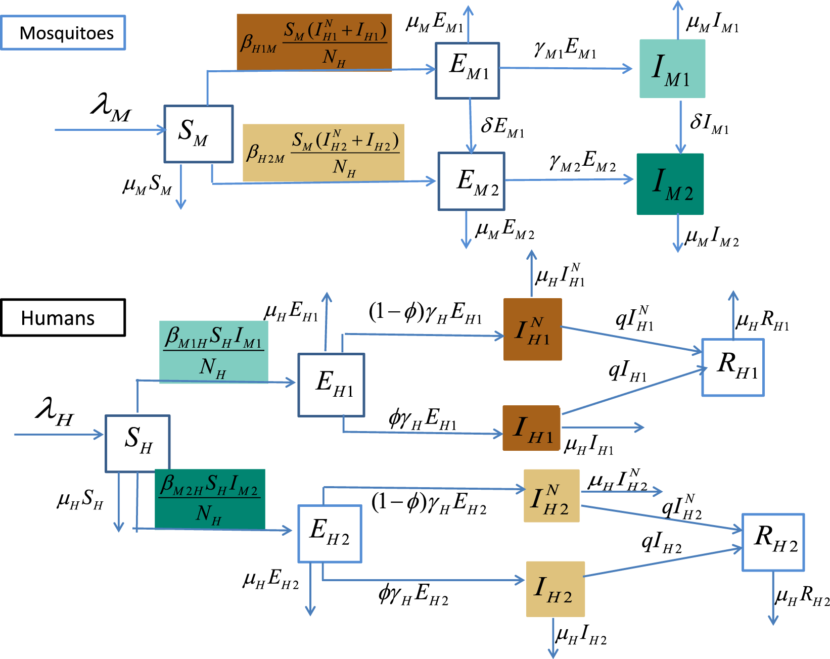 Modelling And Analyzing Virus Mutation Dynamics Of