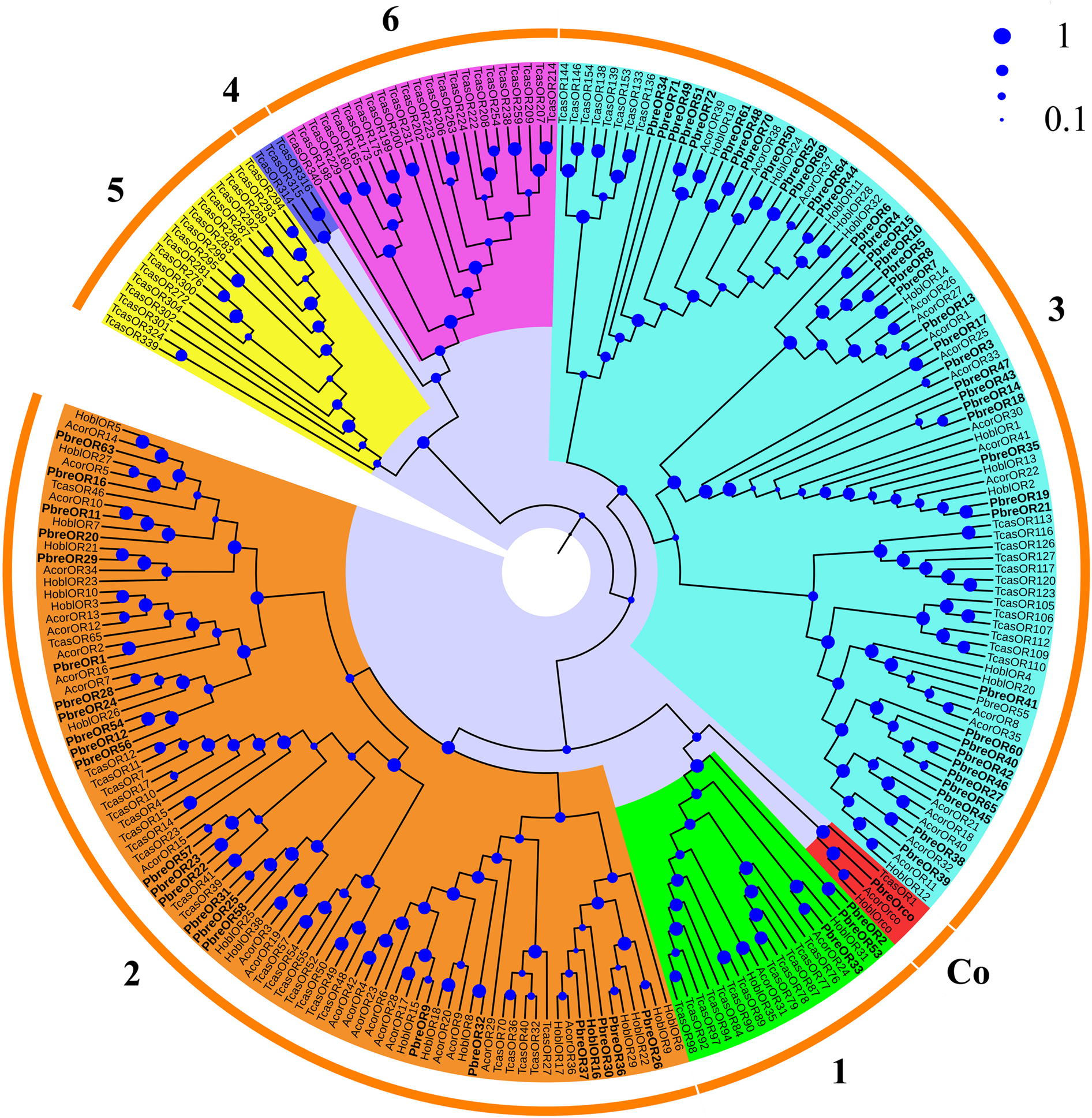 Identification And Expression Of Candidate Chemosensory Receptors In The White Spotted Flower Chafer Protaetia Brevitarsis Scientific Reports Identification And Expression Of Candidate Chemosensory Receptors In The White Spotted Flower Chafer Protaetia Brevitarsis Scientific Reports