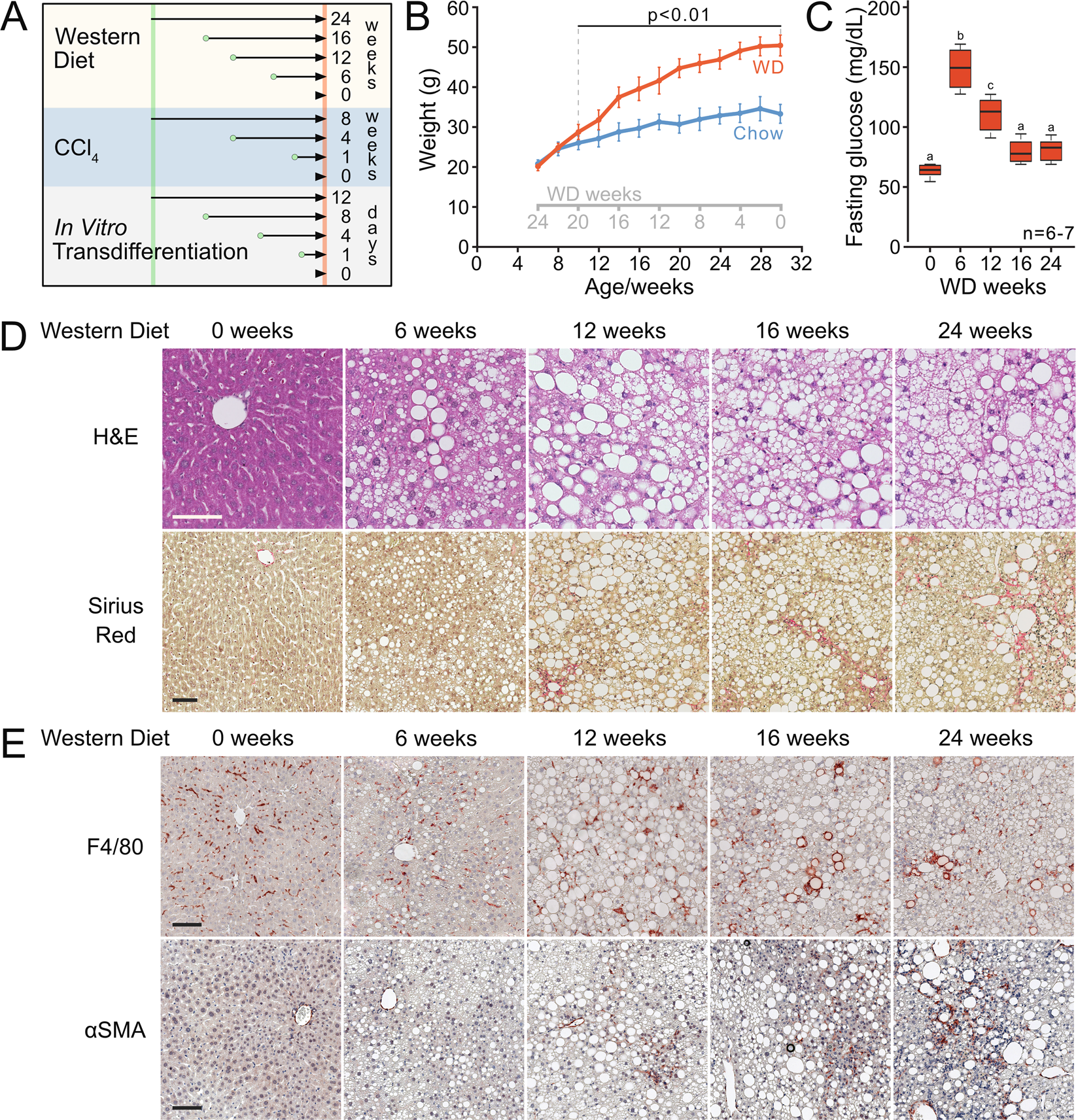 Transcriptional Regulation Of Hepatic Stellate Cell Activation In Nash Scientific Reports