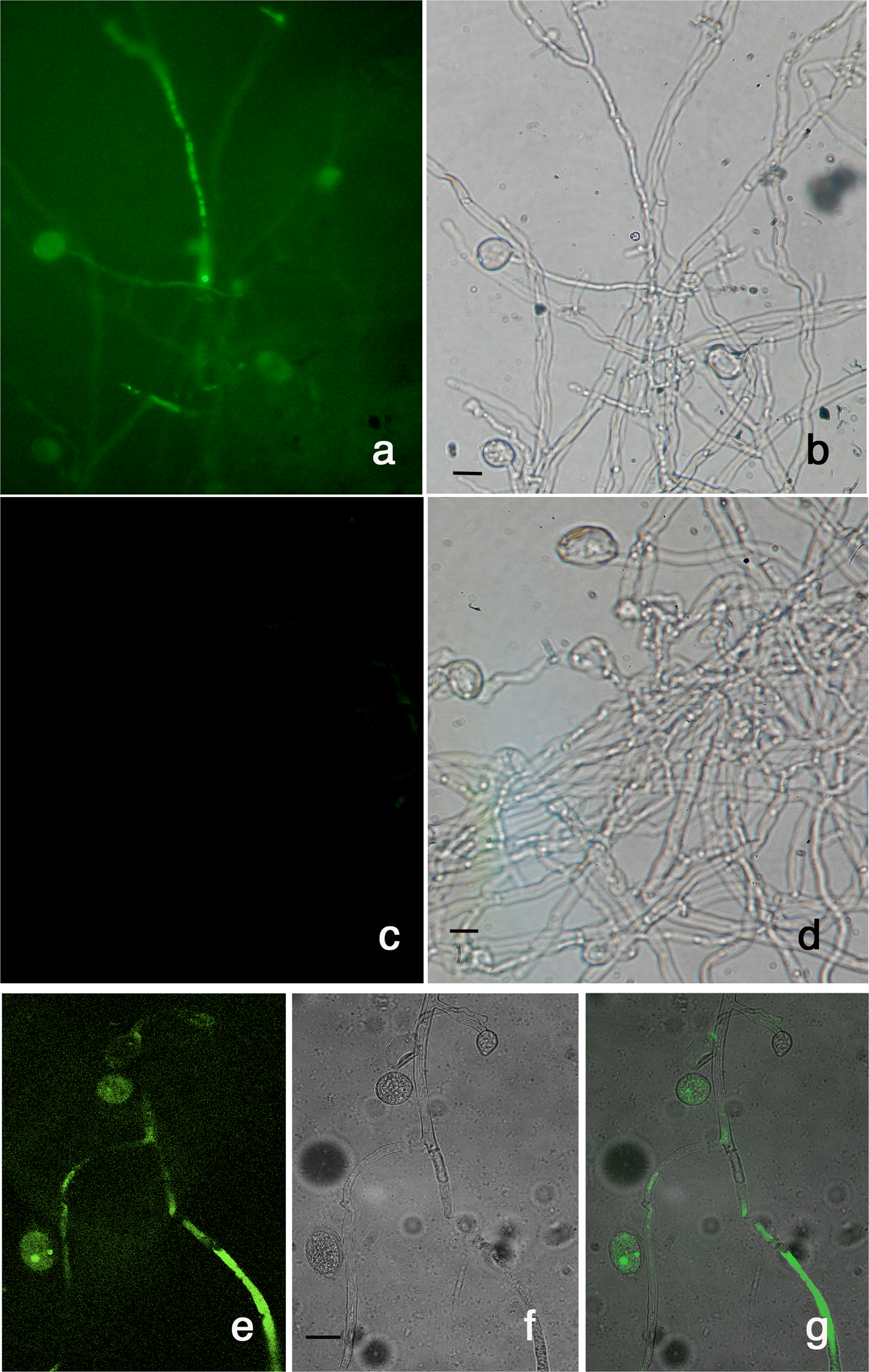 pathogen of tobacco mosaic virus Tobacco mosaic virus infection triggers an RNAi-based response in  Phytophthora infestans