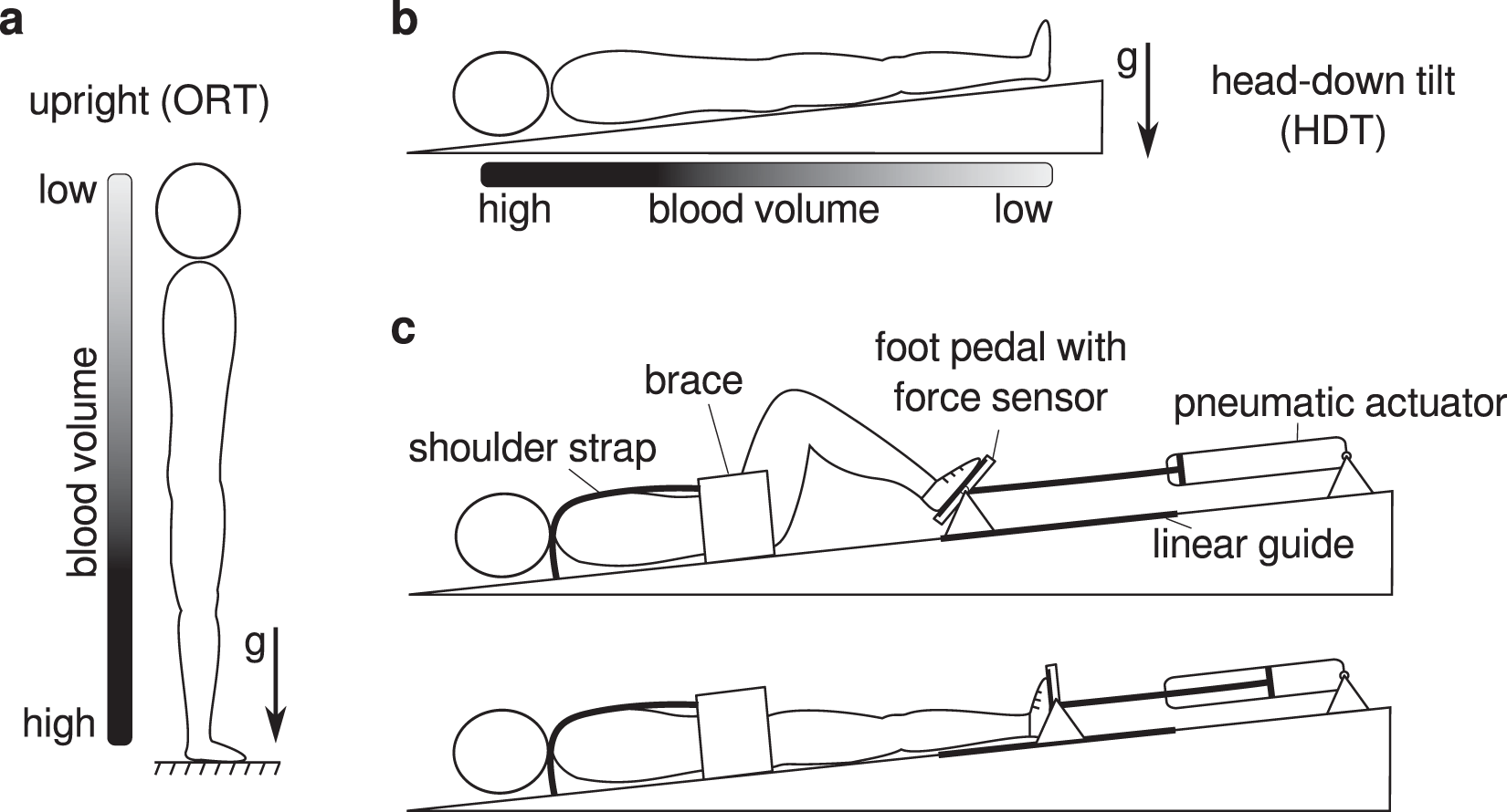 Cardiovascular responses to leg muscle loading during head-down tilt at  rest and after dynamic exercises | Scientific Reports