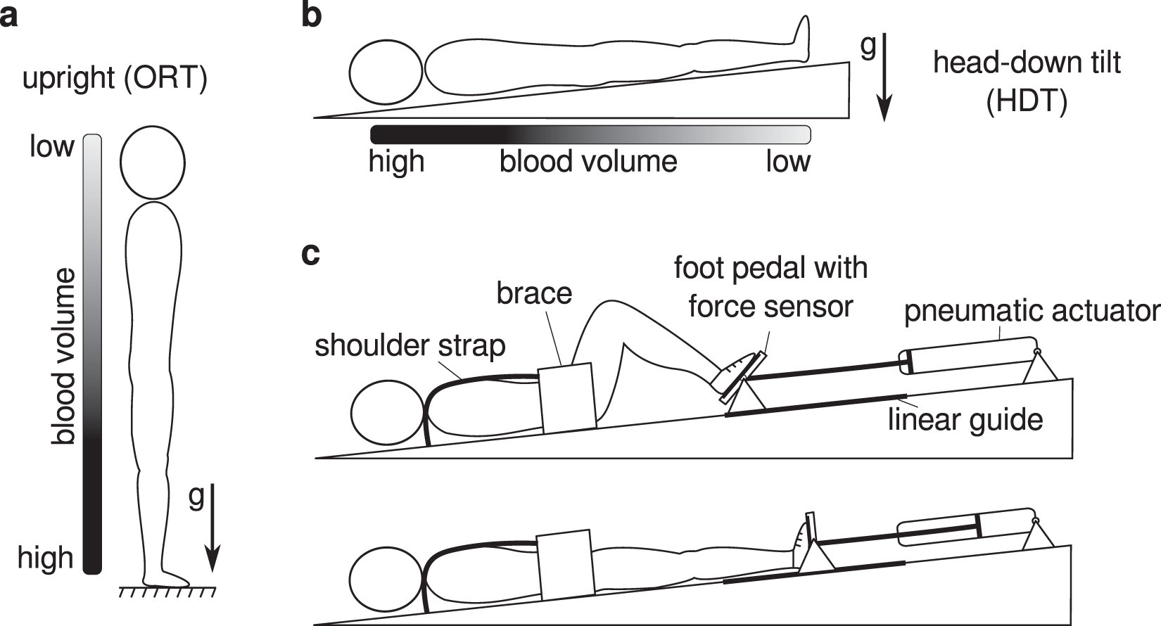 Cardiovascular responses to leg muscle loading during head-down