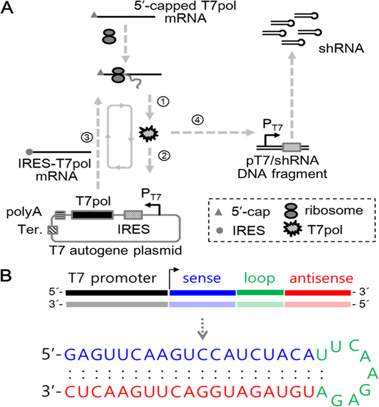 A T7 autogene-based hybrid mRNA/DNA system for long-term shRNA expression  in cytoplasm without inefficient nuclear entry | Scientific Reports