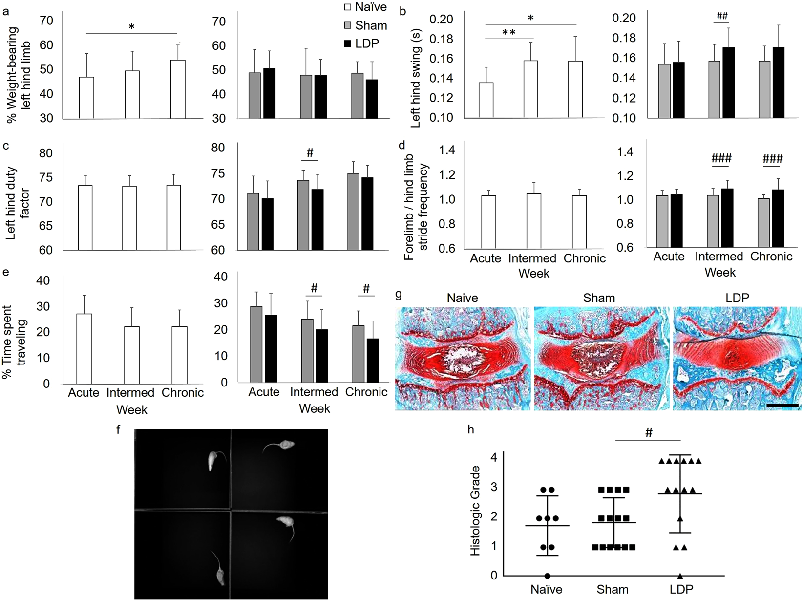 Behavioral Compensations and Neuronal Remodeling in a Rodent Model of  Chronic Intervertebral Disc Degeneration | Scientific Reports