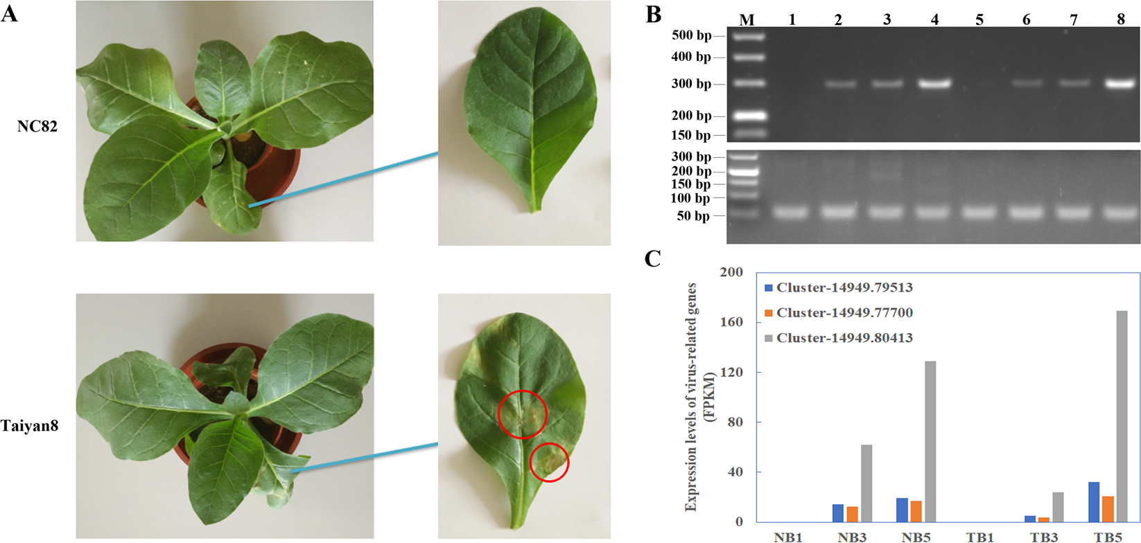 tobacco plant virus Transcriptome analysis of two cultivars of tobacco in response to Cucumber  mosaic virus infection
