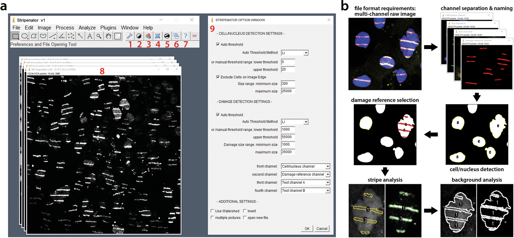 High Throughput Evaluation Of Protein Migration And