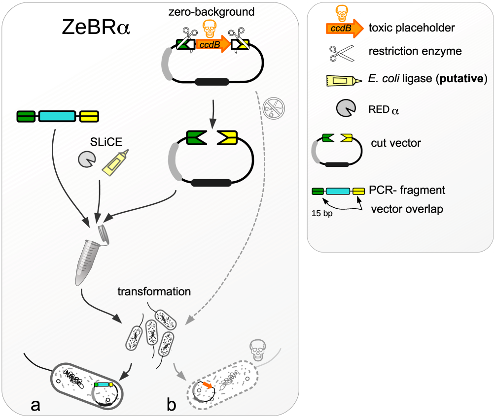 Neb Enzyme Buffer Compatibility Chart