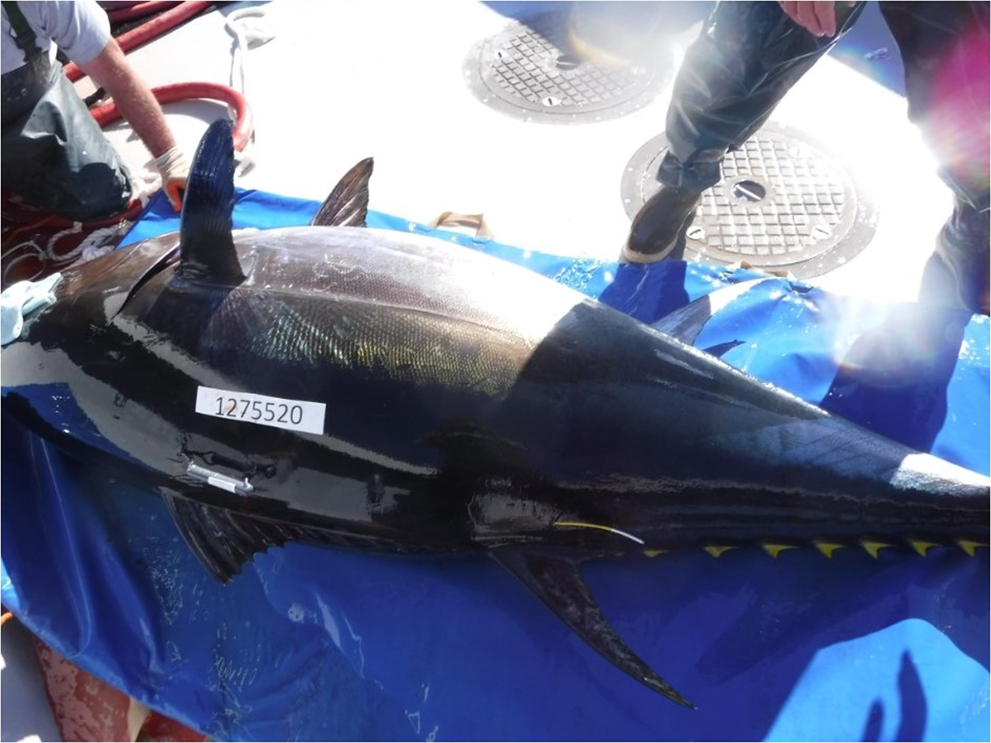 Estimating Natural Mortality of Atlantic Bluefin Tuna Using Acoustic  Telemetry