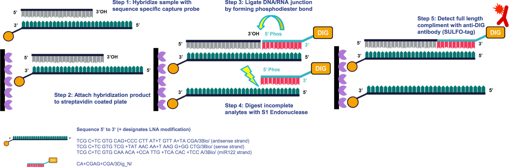 Application of Locked Nucleic Acid Oligonucleotides for siRNA Preclinical  Bioanalytics | Scientific Reports