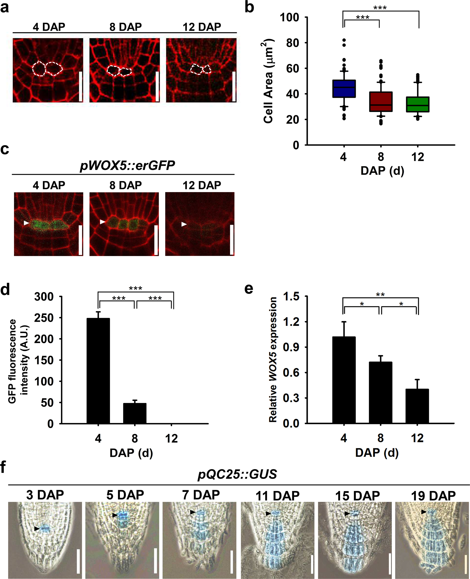Temporal Changes In Cell Division Rate And Genotoxic Stress Tolerance In Quiescent Center Cells Of Arabidopsis Primary Root Apical Meristem Scientific Reports