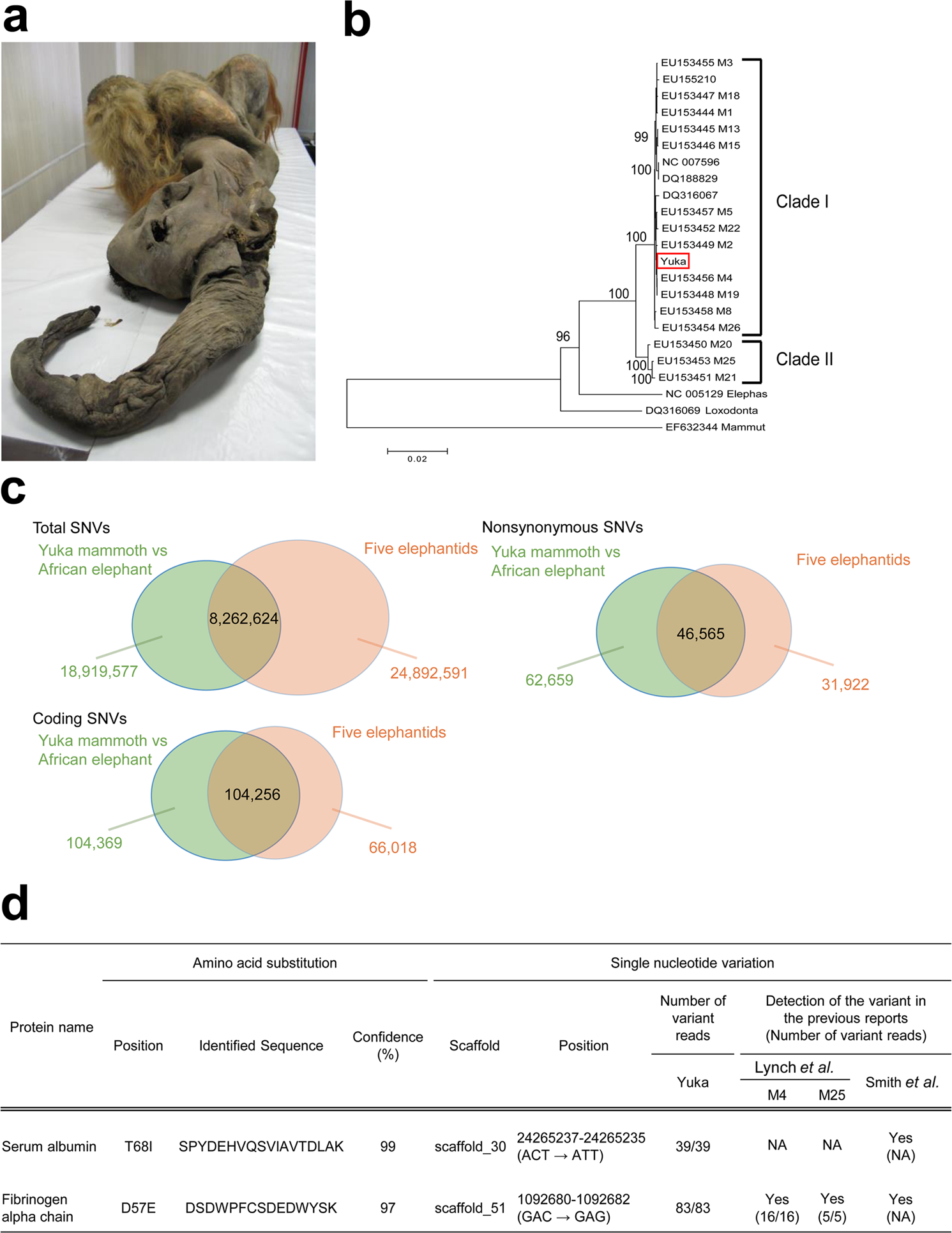 Signs of biological activities of 28,000-year-old mammoth nuclei in mouse  oocytes visualized by live-cell imaging | Scientific Reports