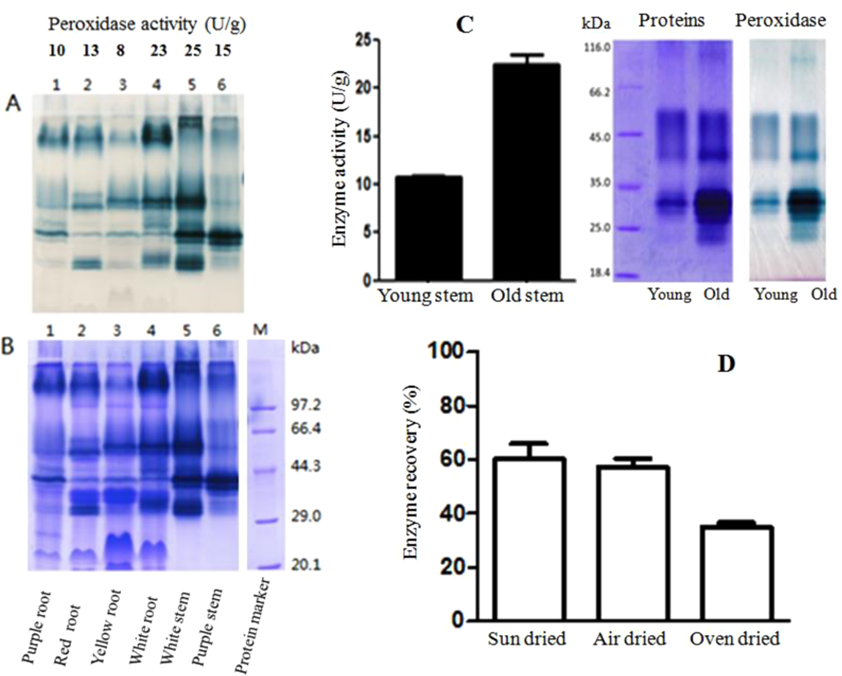 Preparation of peroxidase and phenolics using discarded sweet potato old  stems | Scientific Reports