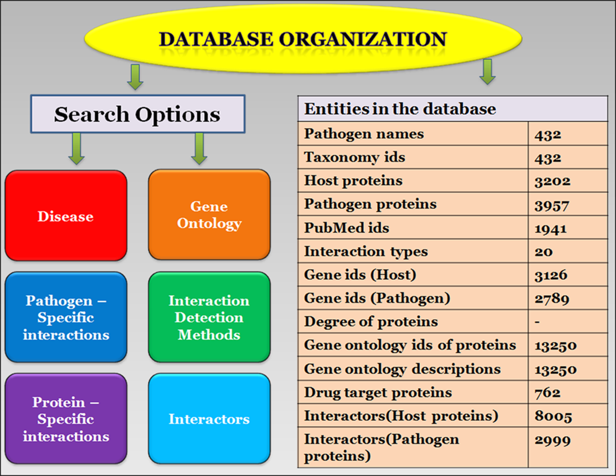 Microbe Size Chart