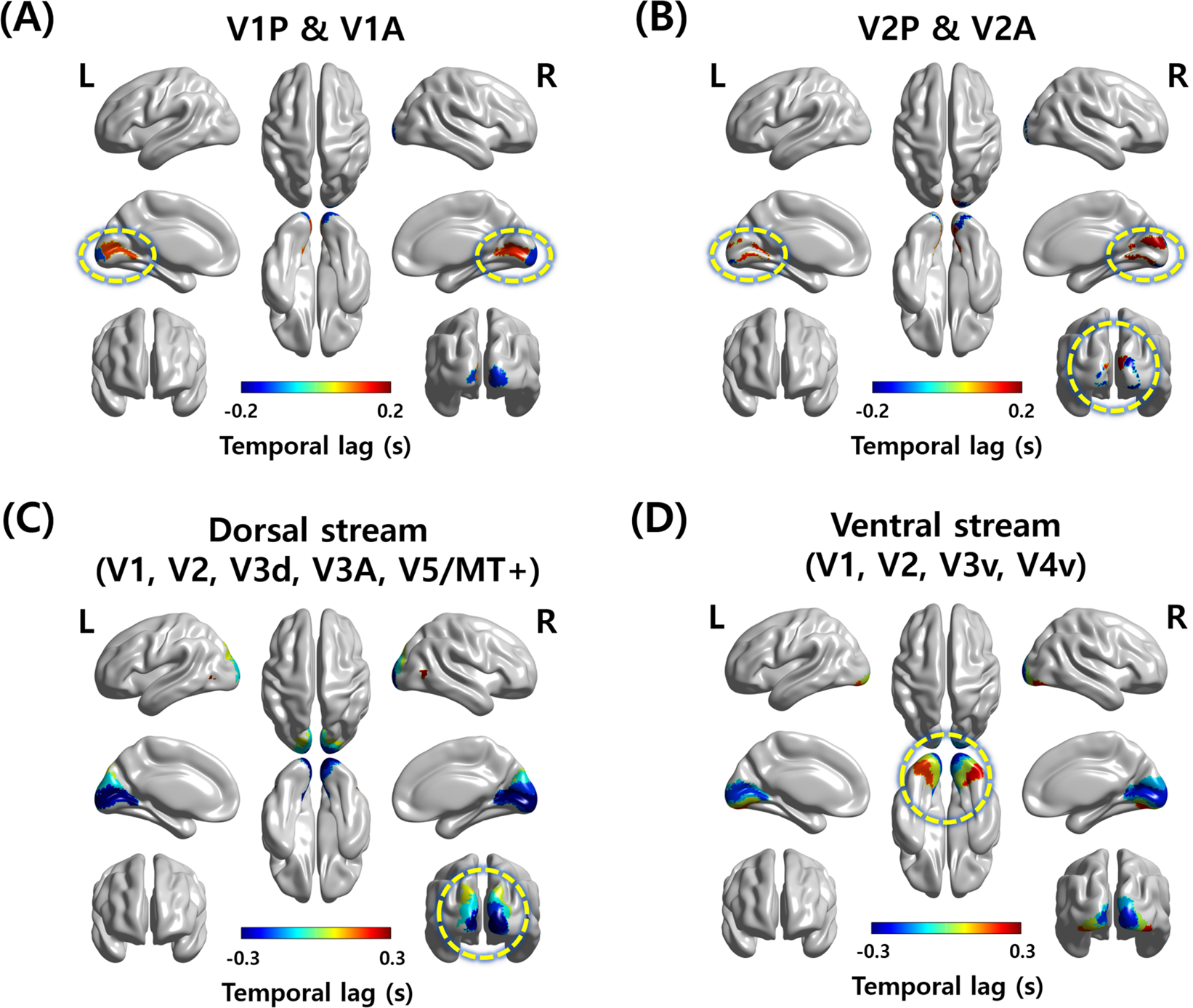 Possible links between the lag structure in visual cortex and visual streams using fMRI | Scientific Reports