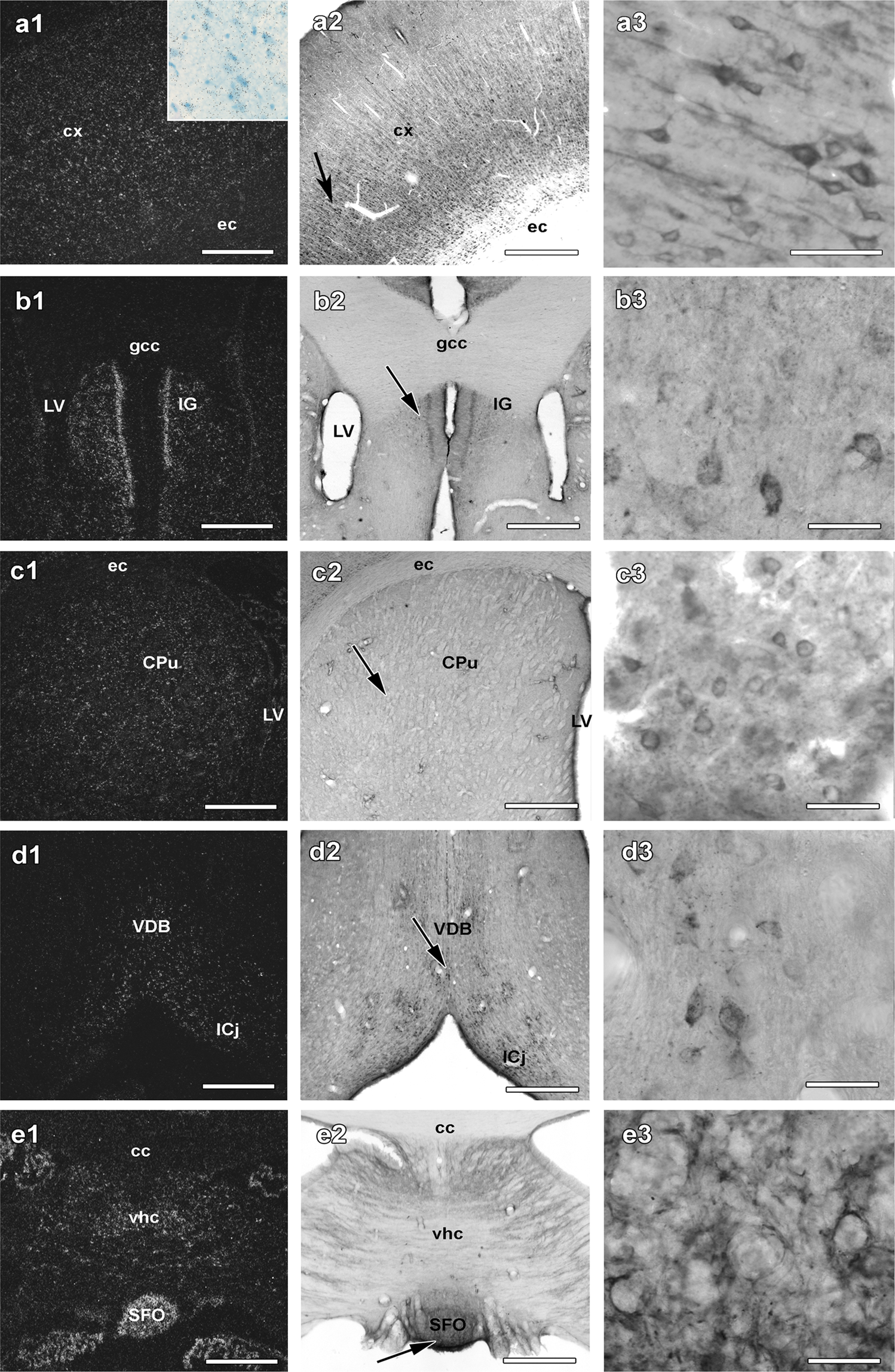 Complement Component 1q Subcomponent Binding Protein In The Brain Of The Rat Scientific Reports