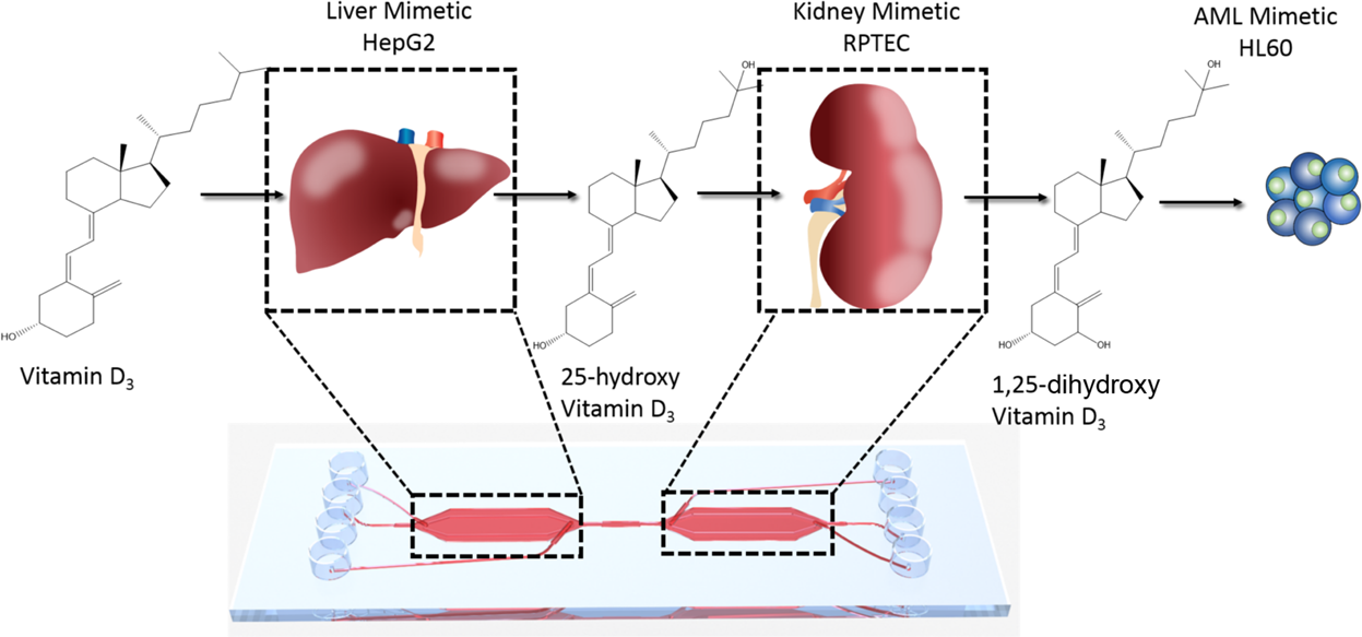 In vitro metabolic activation of vitamin D3 by using a multi-compartment  microfluidic liver-kidney organ on chip platform