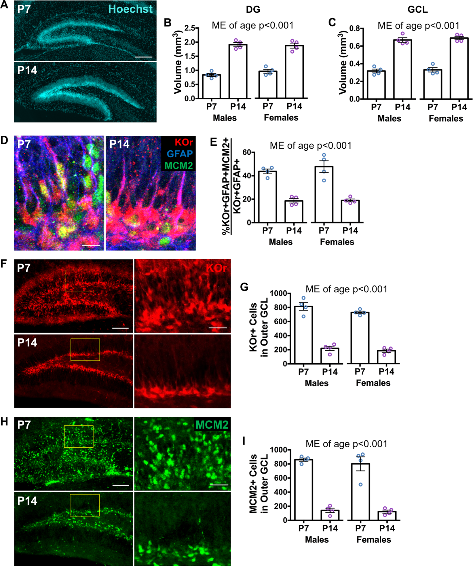 Early Life Stress Can Have Lasting >> Early Life Stress Delays Hippocampal Development And Diminishes The Early Life Stress Can Have Lasting >> Early Life Stress Delays Hippocampal Development And Diminishes The