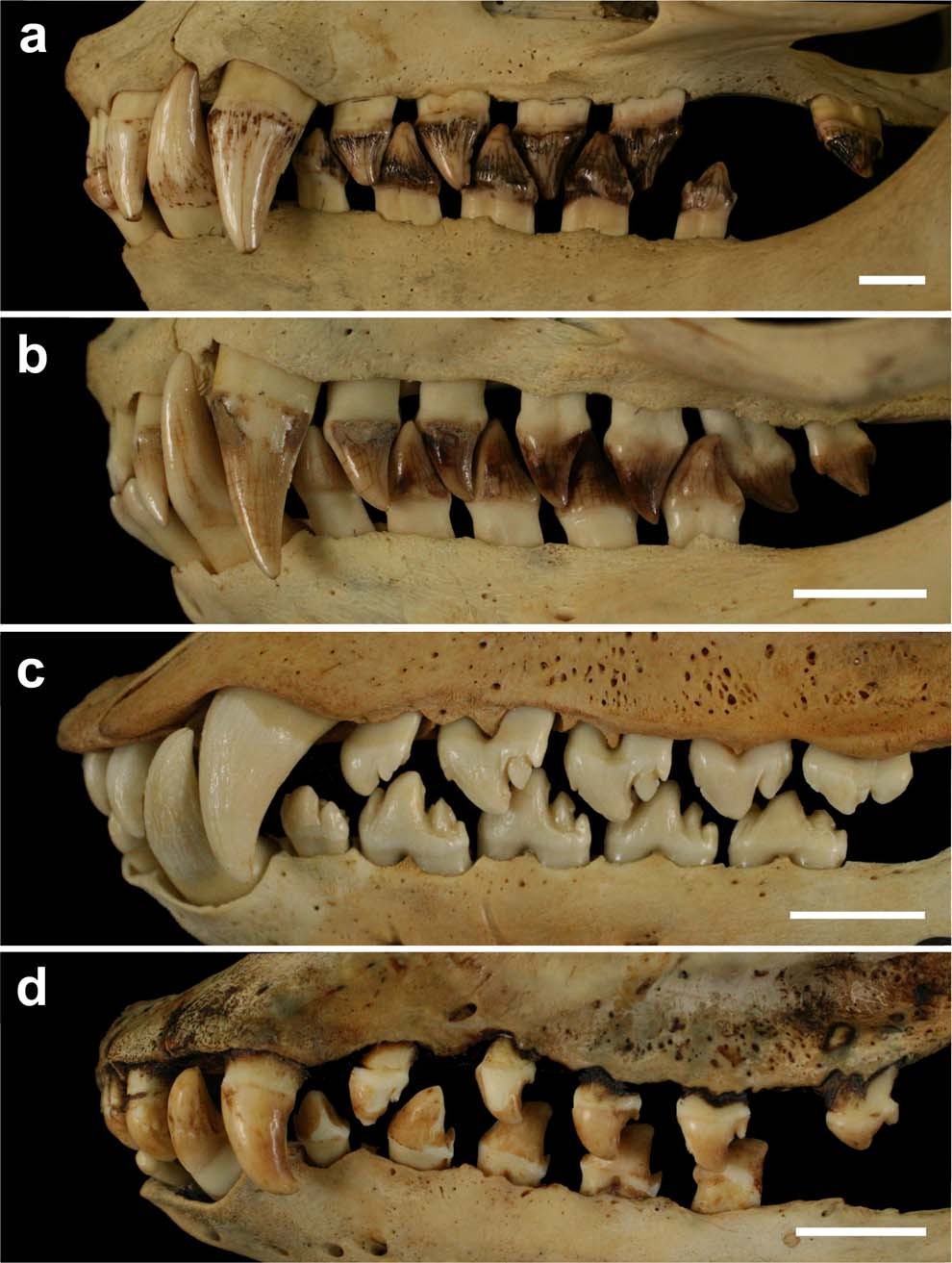 Dental integration and modularity in pinnipeds | Scientific Reports Dental integration and modularity in pinnipeds | Scientific Reports