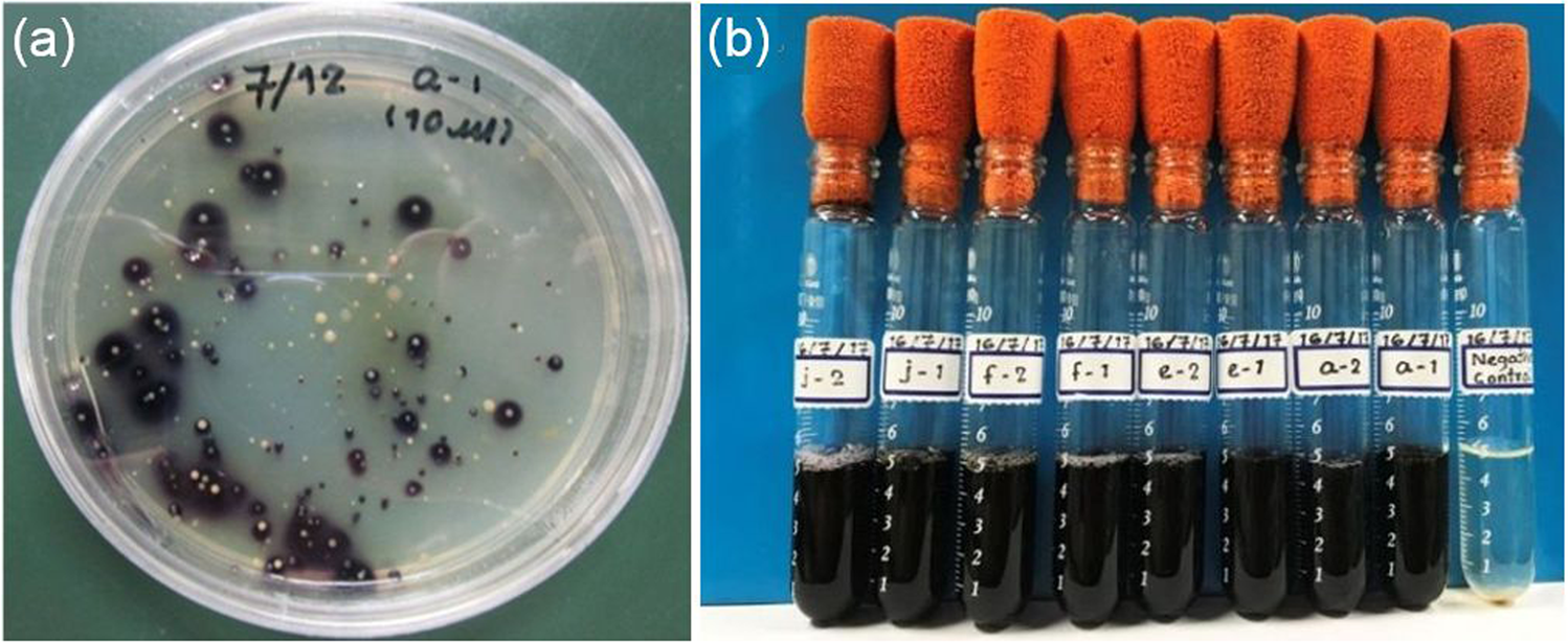 Gold-digging bacterium makes precious particles