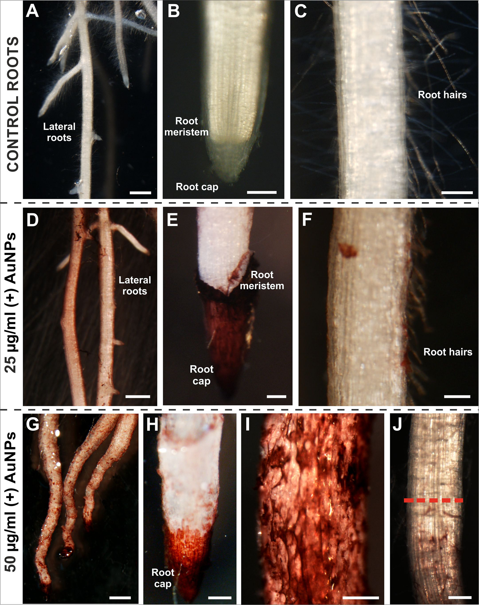 The Development Of A Hairless Phenotype In Barley Roots Treated With Gold Nanoparticles Is Accompanied By Changes In The Symplasmic Communication Scientific Reports