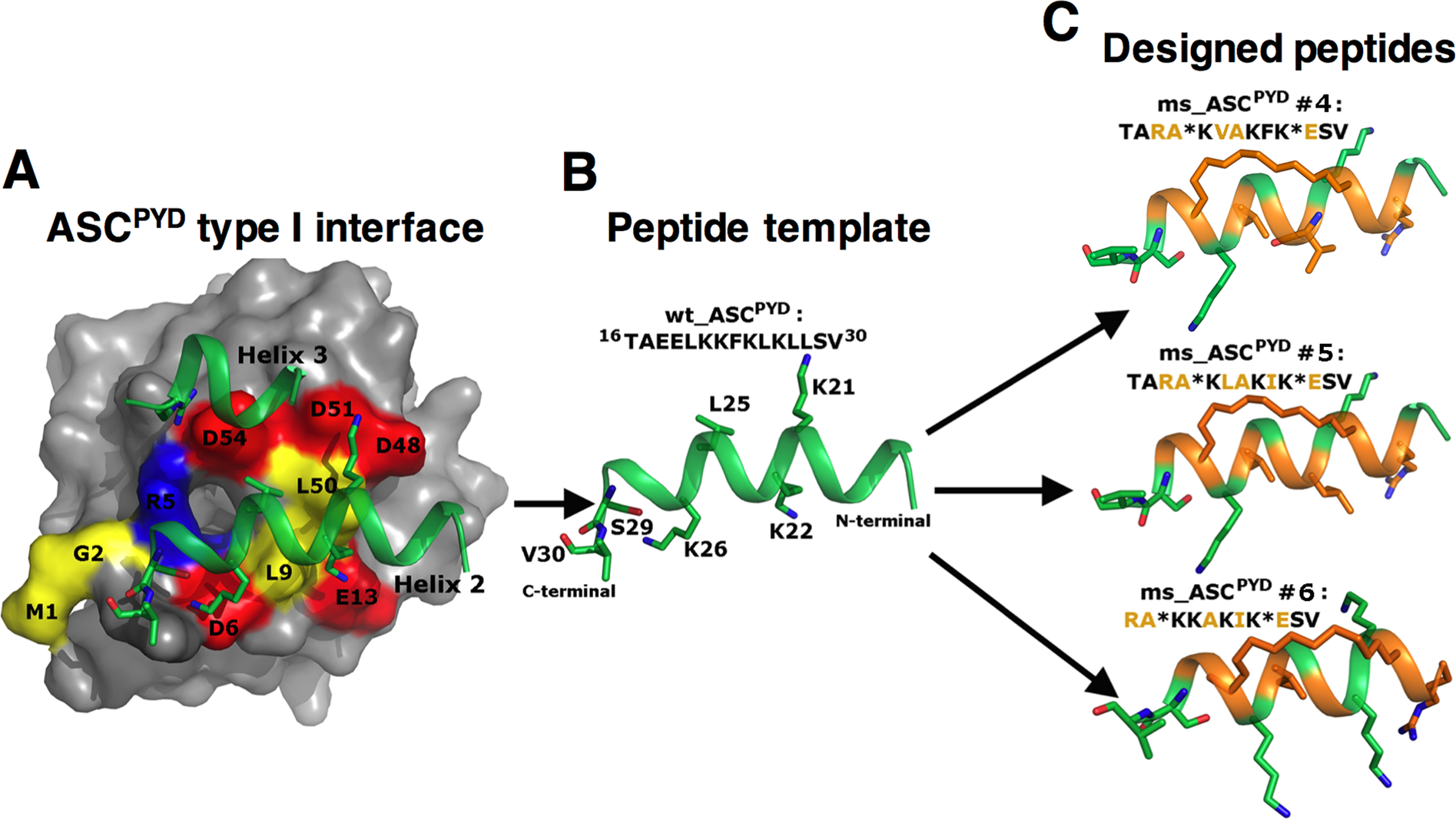 Inhibition of NLRP3 inflammasome activation by cell-permeable stapled  peptides | Scientific Reports